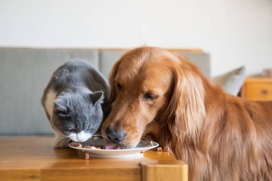 10 Essential Foods for Dogs and Cats