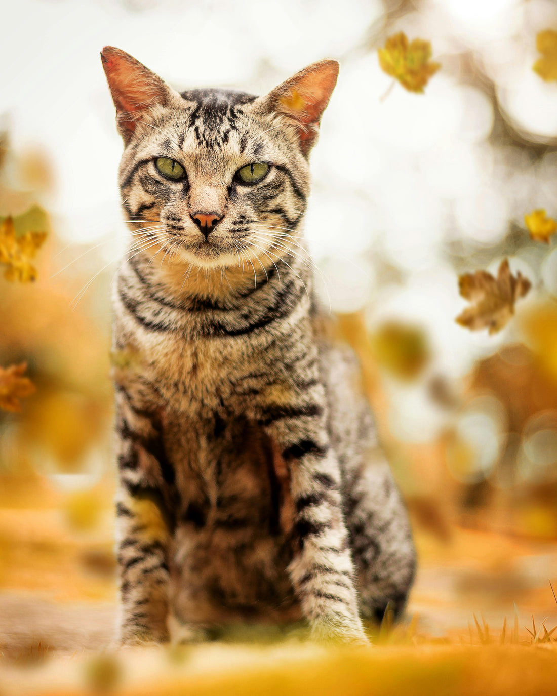 5 Tips for Your Pet's Mental Health in the Fall