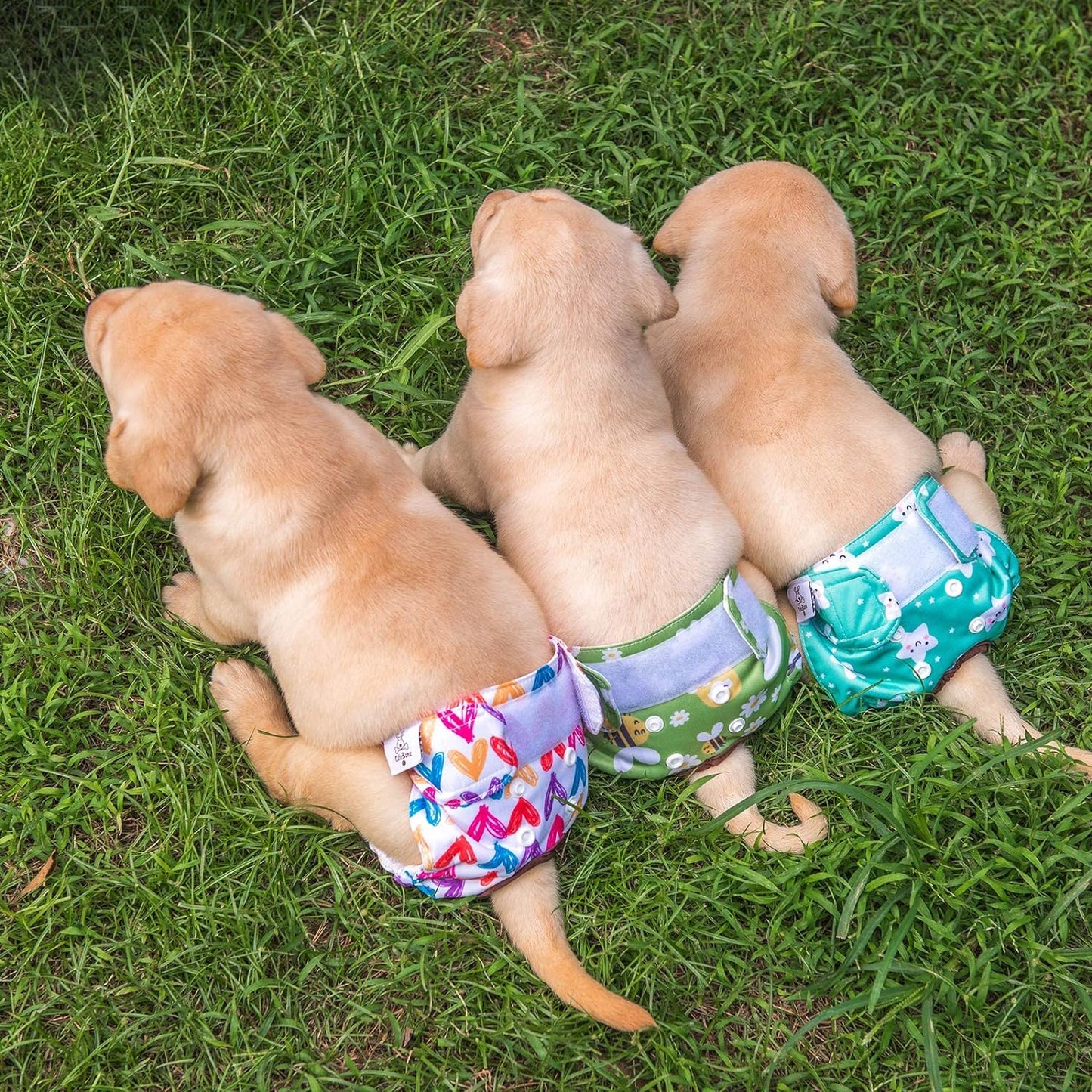 Stay Clean & Comfy: Washable Reusable Dog Diapers Xs