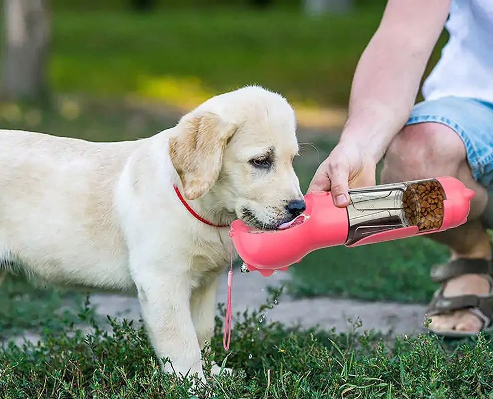 Feed and Hydrate Anywhere: Your Pet’s On-the-Go Solution