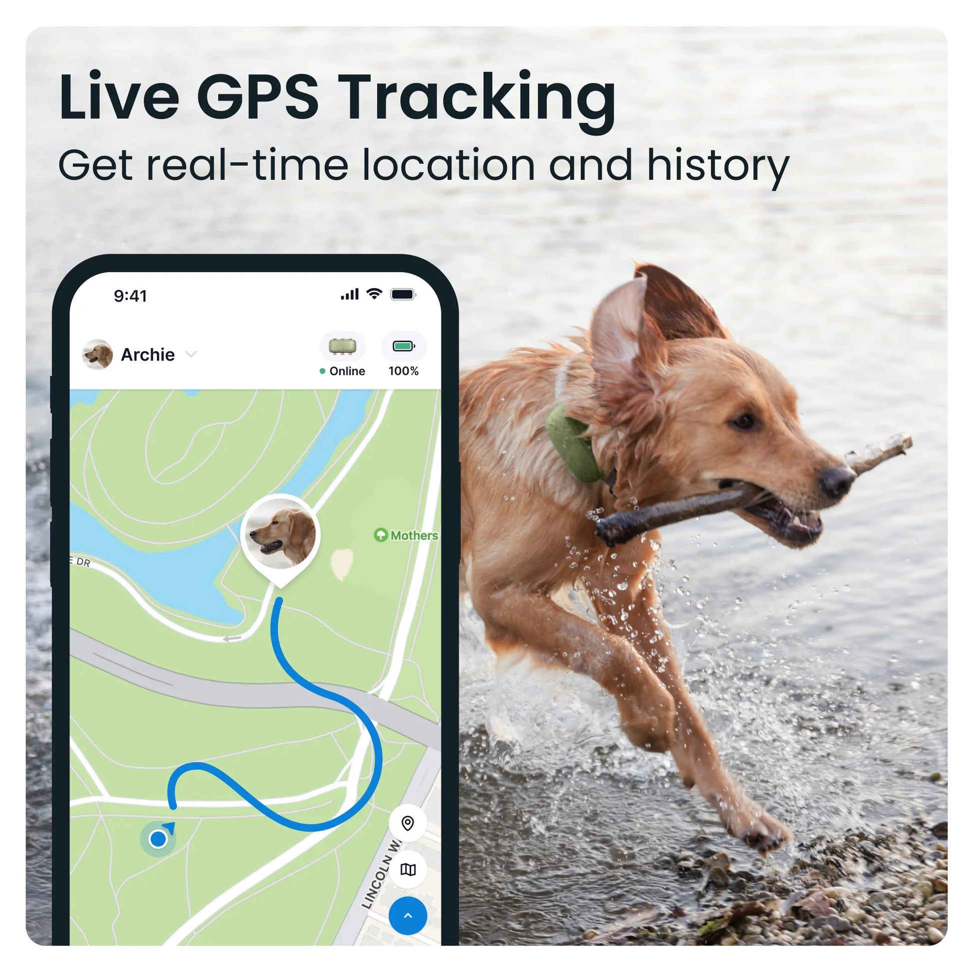 Stay Connected: XL Dog GPS Tracker with Activity Monitoring in Green